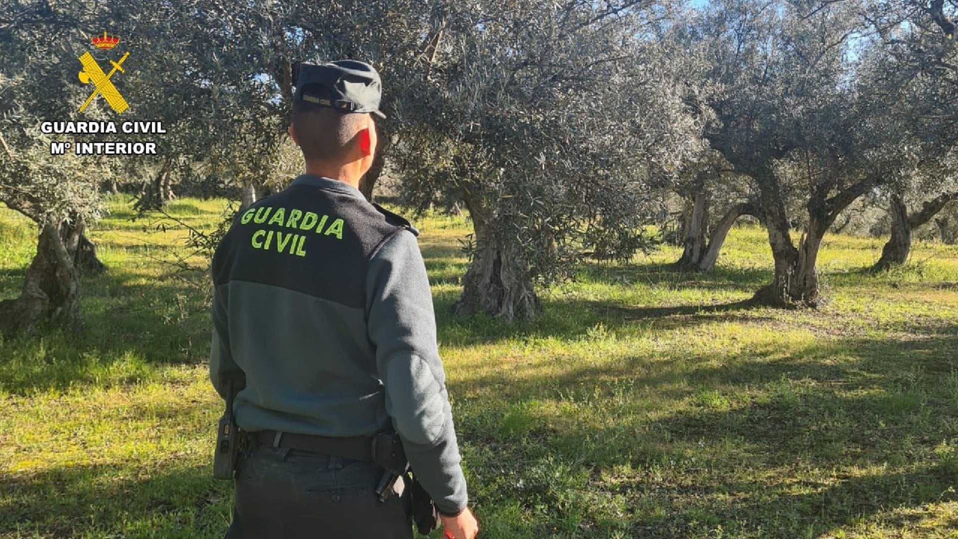 Imagen de archivo de la Guardia Civil vigilando olivares/Guardia Civil