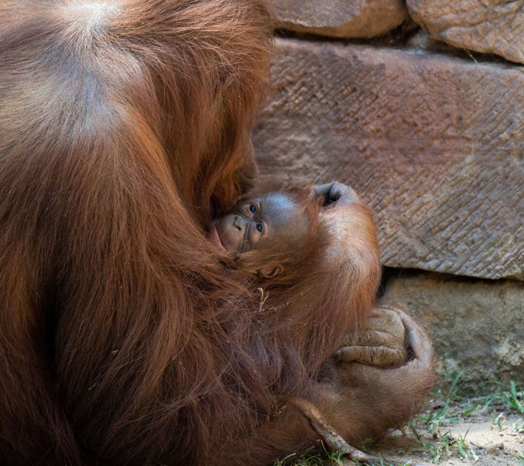 Cría de Orangután de Borneo en Bioparc Fuengirola