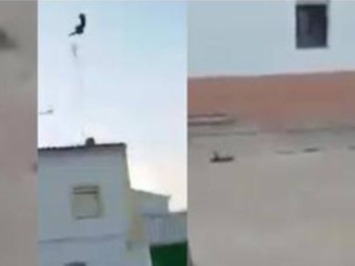 Buscan a los autores de un vídeo en el que matan a un gato a patadas