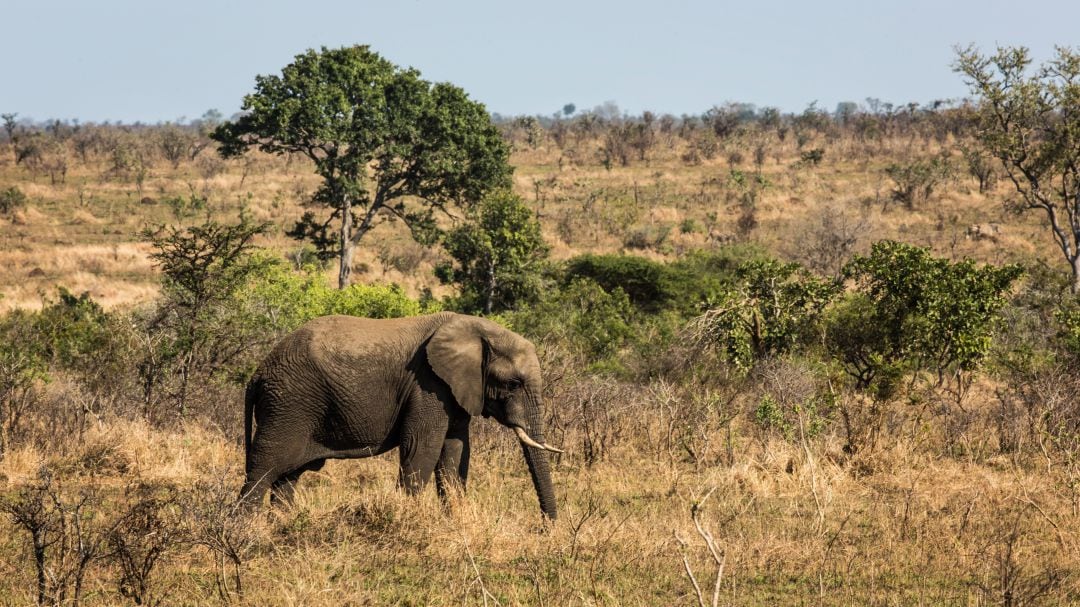 Un elefante africano en el parque nacional de Kruger en Sudáfrica