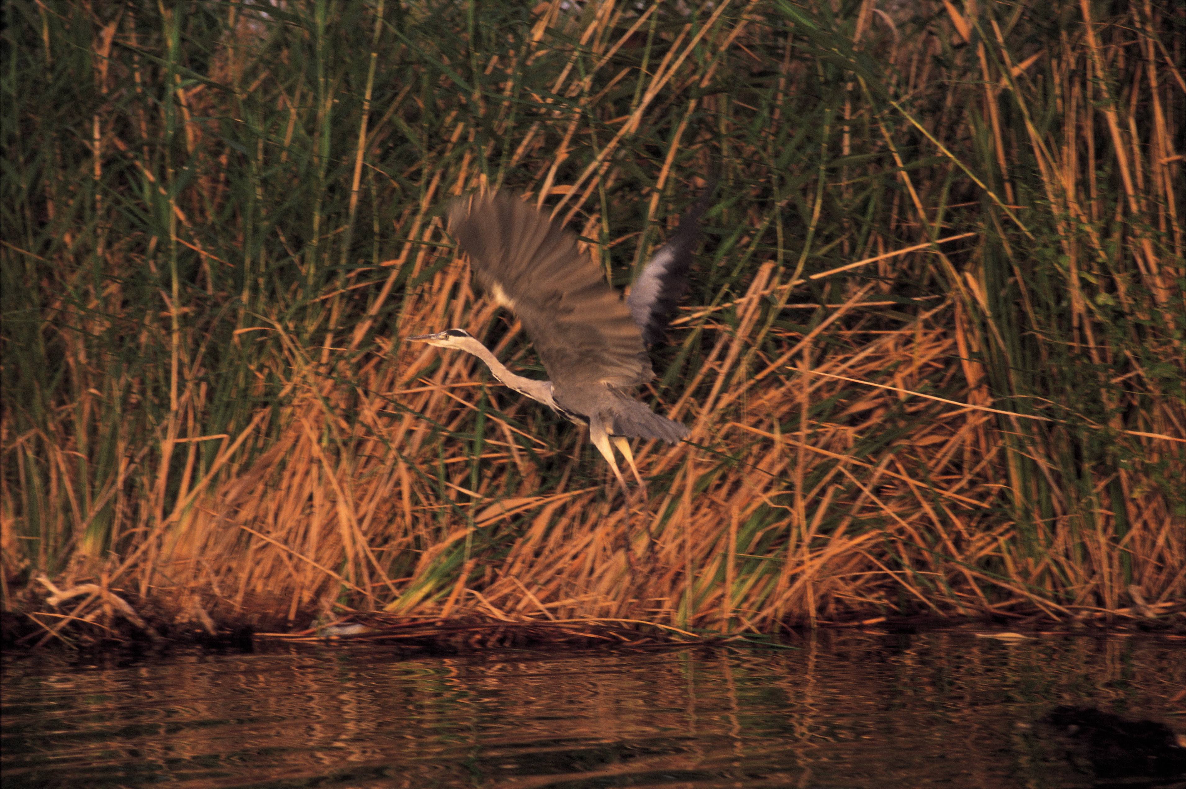 Un ave emprende el vuelo en la Albufera de València