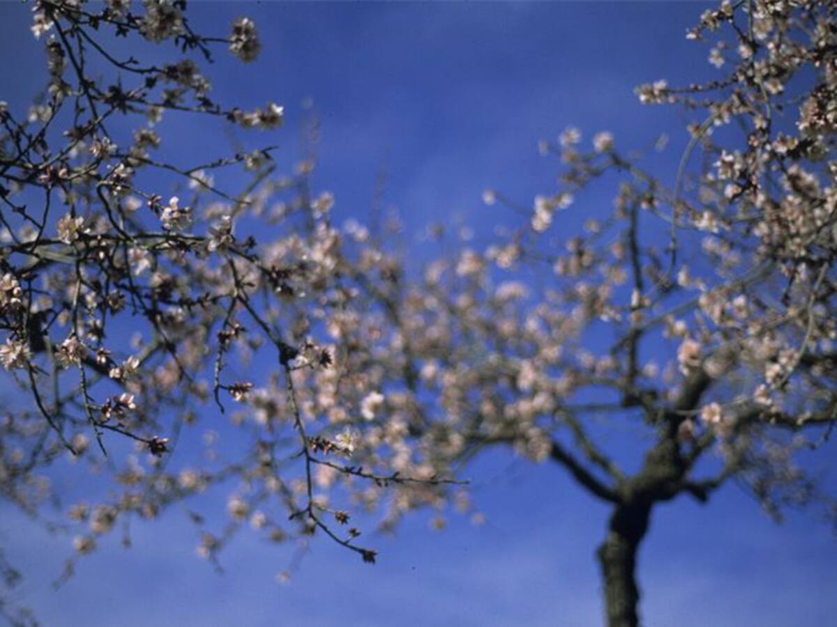 Los agricultores temen "millones de euros en daños" por las heladas que han afectado a la floración