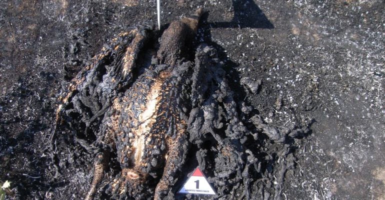 Buitre Leonado después del incendio