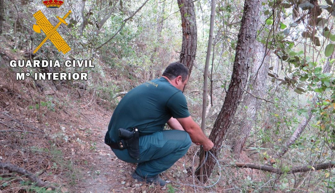 Un agente descubre uno de los lazos en un árbol.