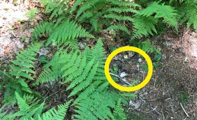 El sapo está junto al helecho.