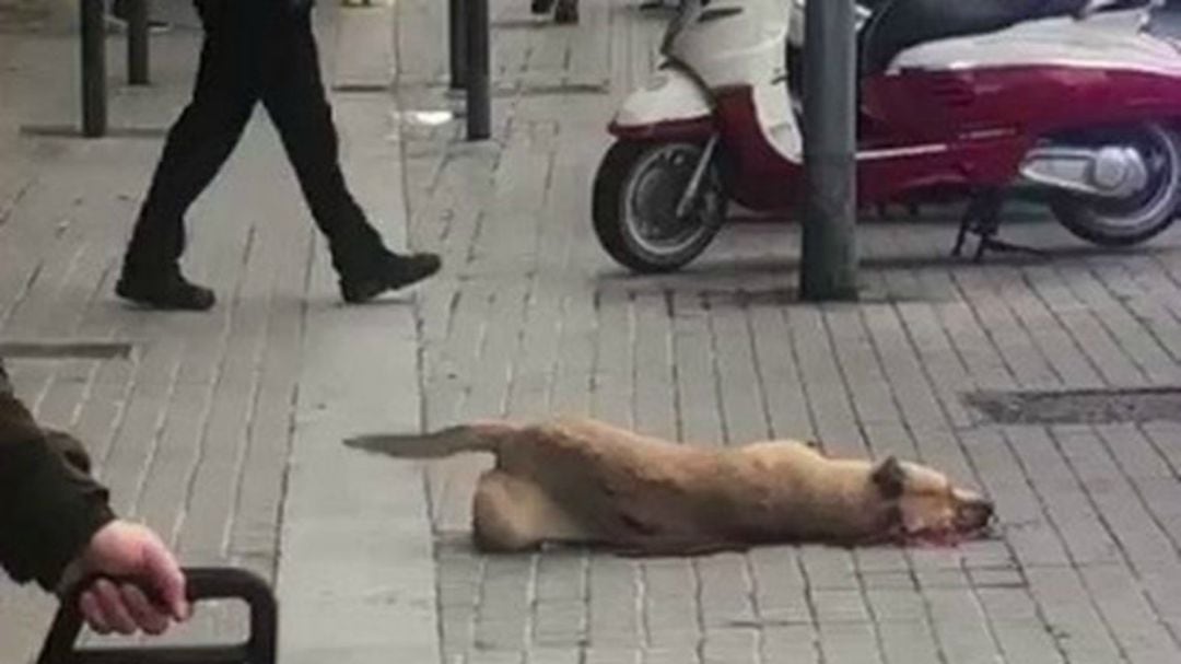 Los animalistas piden investigar la muerte de un perro abatido por un agente en Barcelona