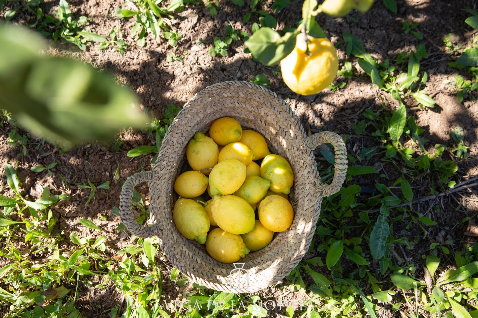 Limones recogidos en la Finca Vega de la Motilla