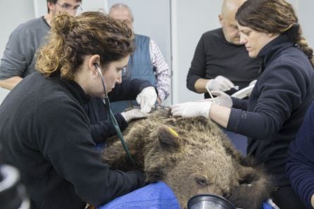 Técnicos del centro de recuperación de Villaescusa intervienen al oso de la herida en su pata delantera izquierda.