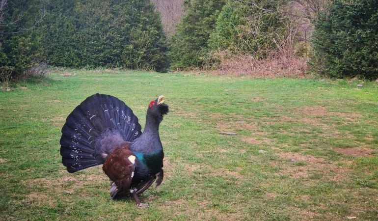 Urogallo macho por la zona de Benasque (Huesca).