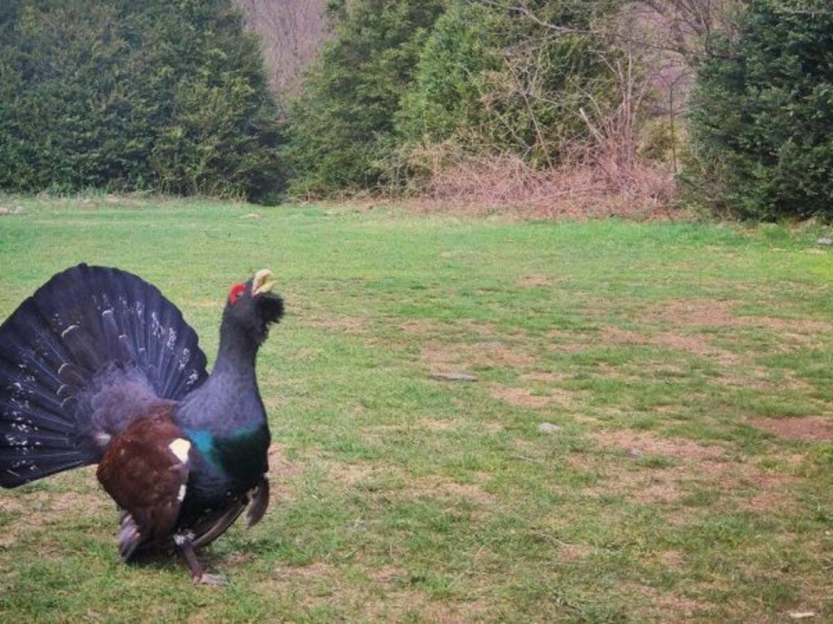 Muere un urogallo acosado por los 'selfis'