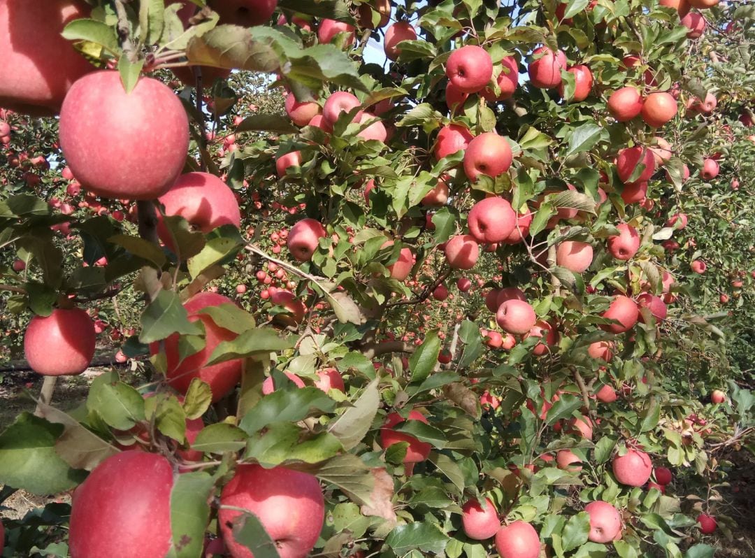 Manzanas de la varidad Pink Lady.