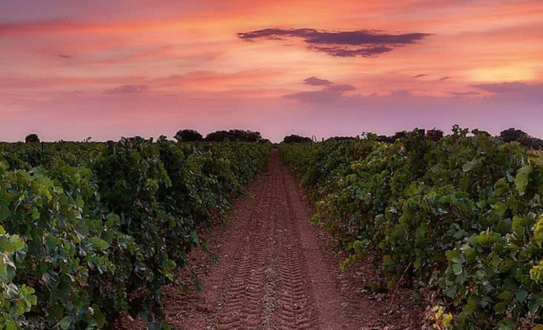 Viñedo de La Mancha