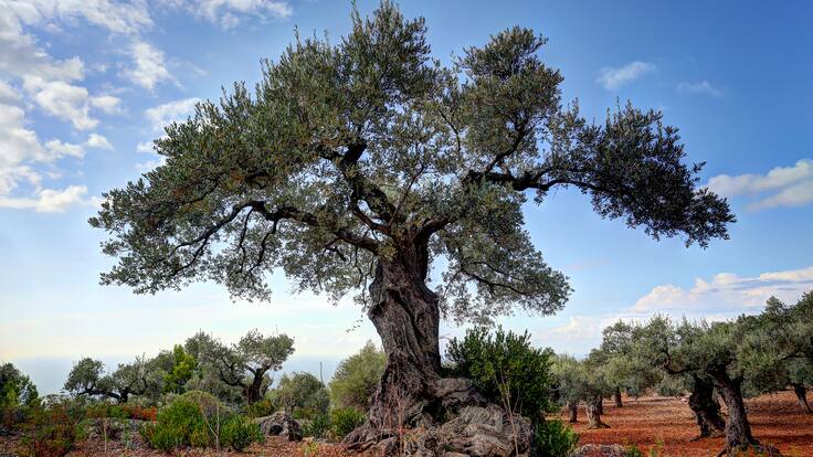 La llavor 12/11/2022