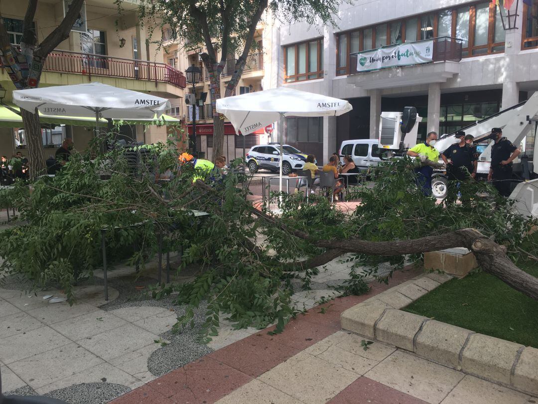 La rama ha caído a las puertas del ayuntamiento