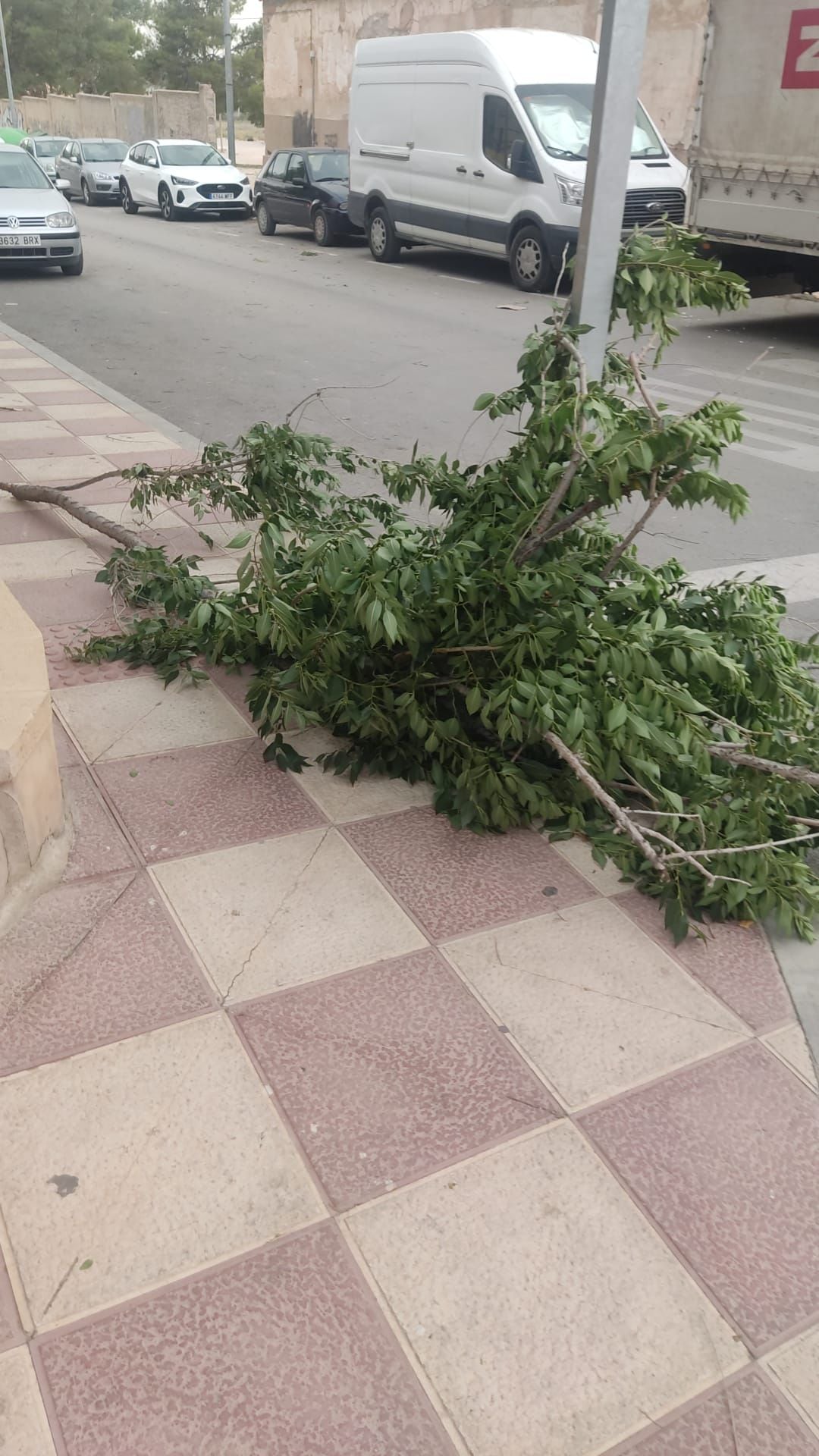 Ramas caídas en Jumilla a consecuencia de la tormenta seca