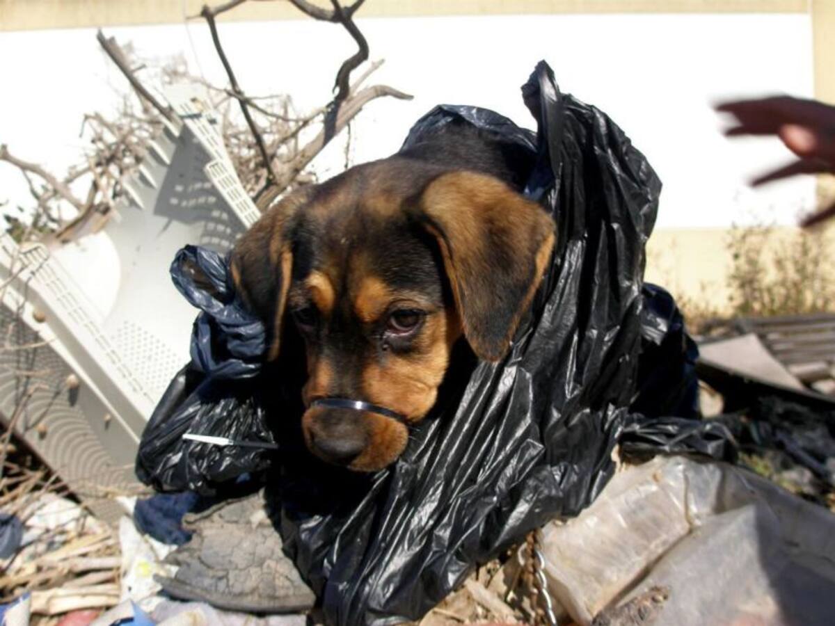 Campa, el cachorro amordazado que fue rescatado de una bolsa de basura