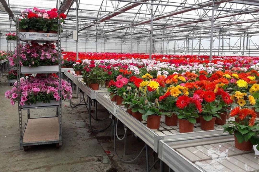 Plantas donadas por la Fundación Personas