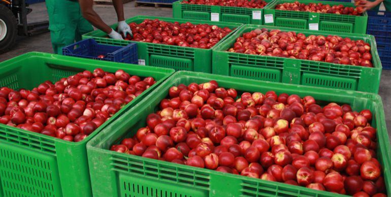 Fruita emmagatzemada per Fruits de Ponent (Arxiu)