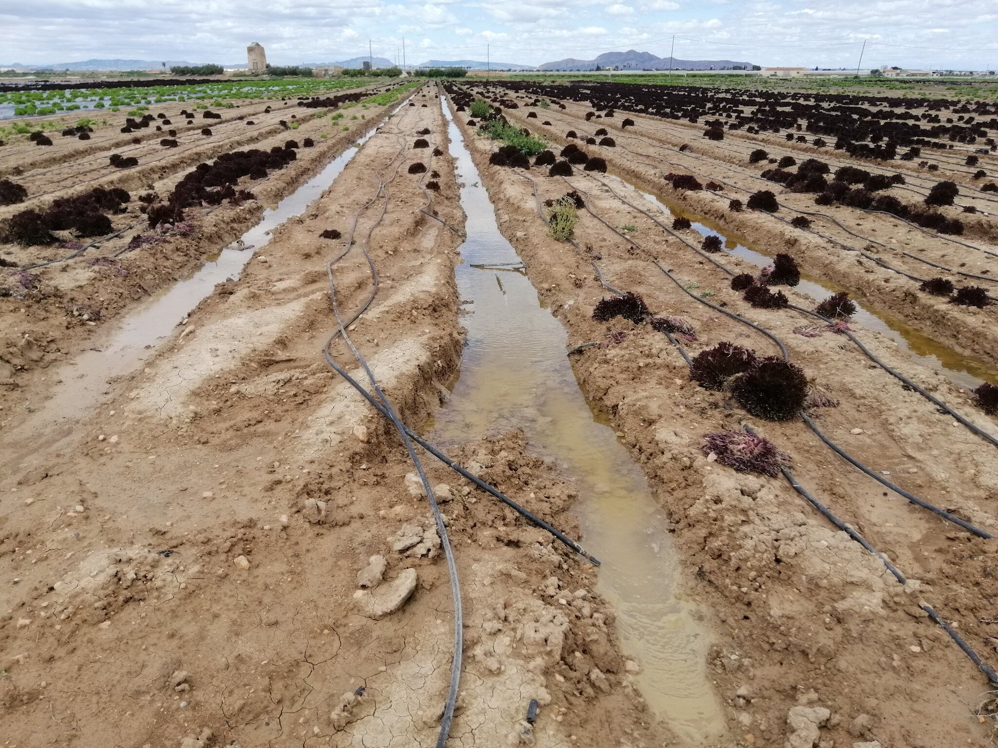 Agua del acuífero aflorando en el Campo de Cartagena