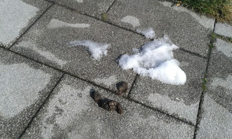 Heces de perro aparecidas en Salburua tras el deshielo de la nieve