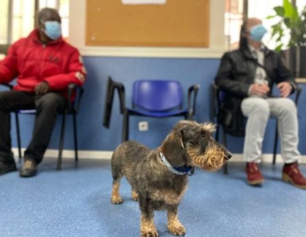 Dos asistentes en la terapia con animales en el centro de Rehabilitación Psicosocial Martinez Campos.