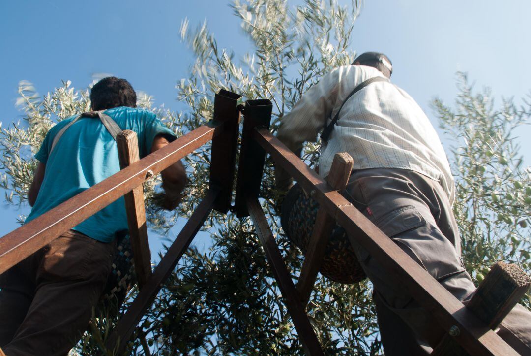 Trabajadores realizan labores agrícolas