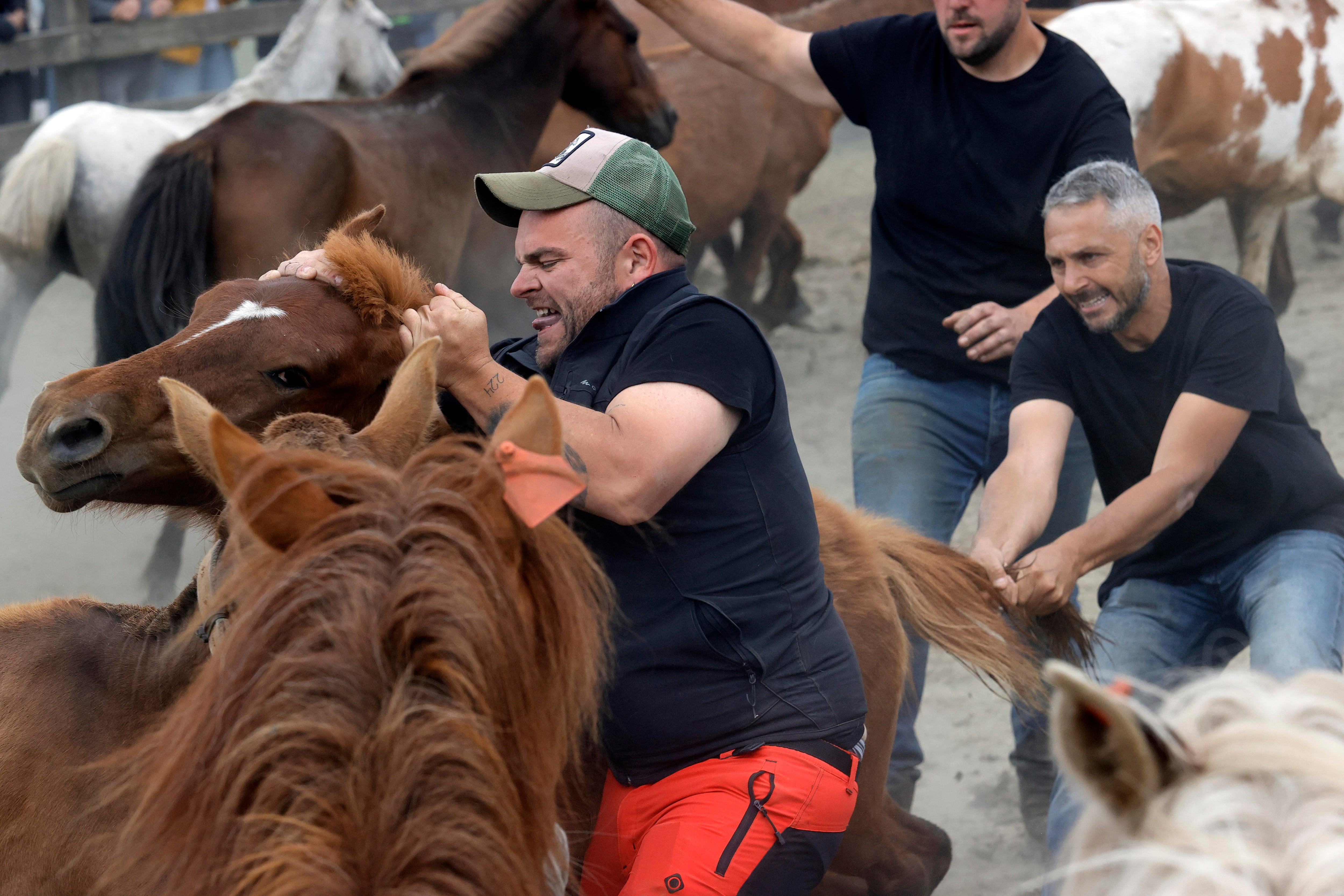 Con más de medio siglo de historia, la Rapa das Bestas de la sierra de A Capelada, entre los municipios de Cedeira y Cariño, reúne a centenares de personas en un curro todavía más popular gracias a la serie televisiva 'Rapa" (foto: Kiko Delgado / EFE)