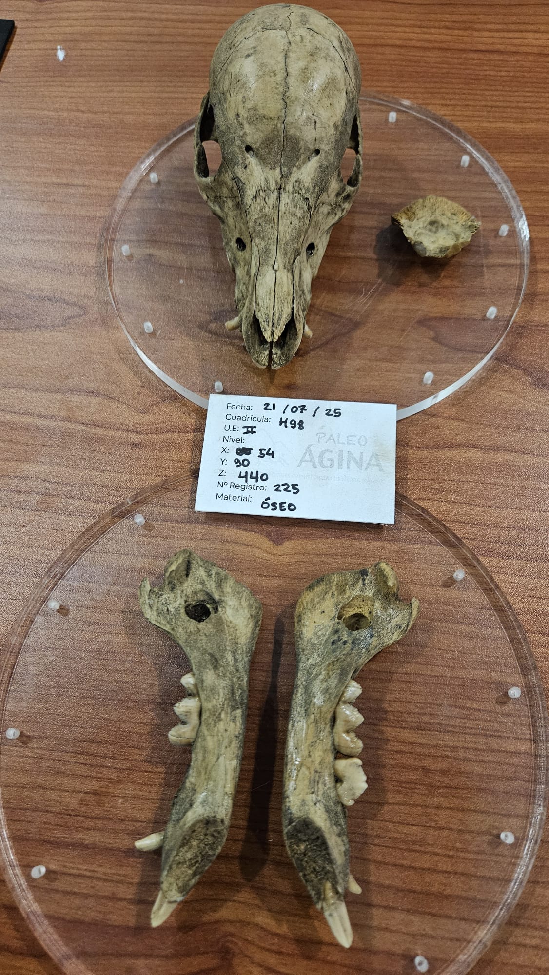 Restos de un jabato también hallado del el yacimiento de la cueva del Nacimiento del río Cuadros