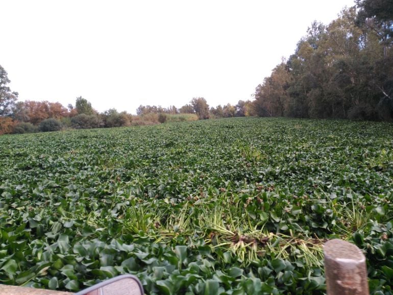 Las plantas de camalote &quot;tapan&quot; completamente el agua del río Guadiana a su paso por Valdetorres