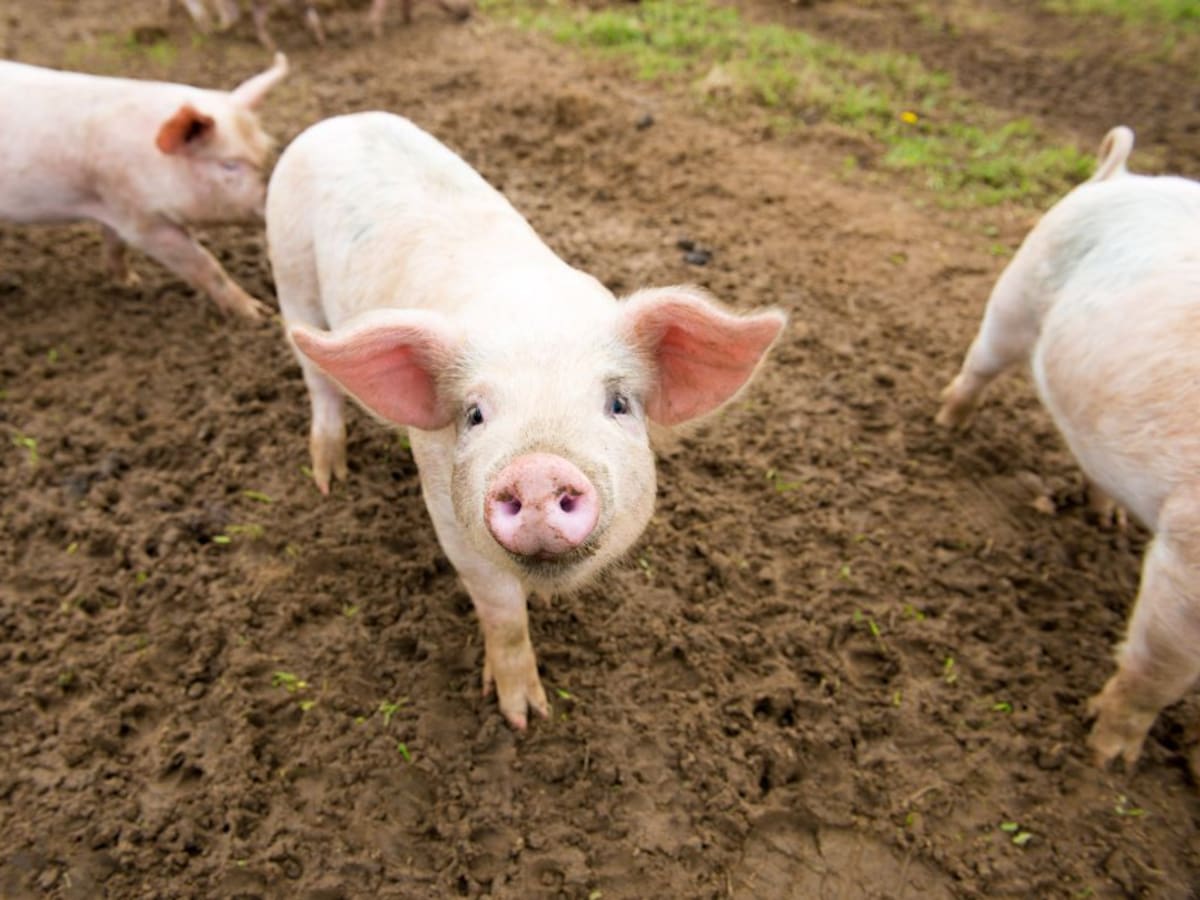 periodismo a la carta