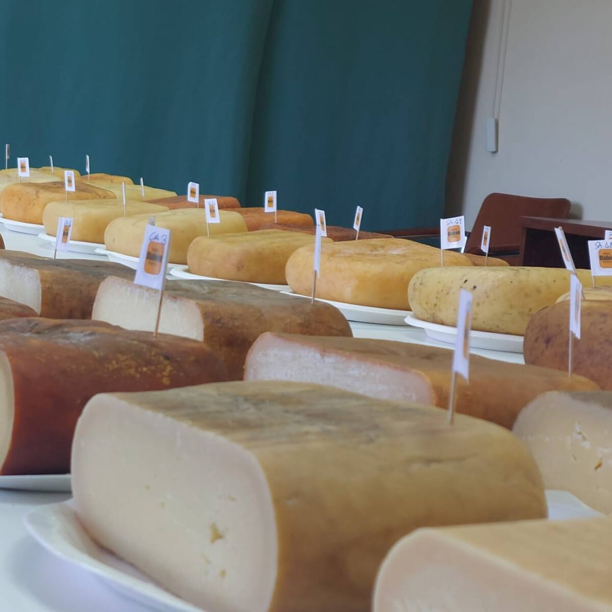 Moltes fogasses volen ser les guanyadores del millor formatge Mahón - Menorca