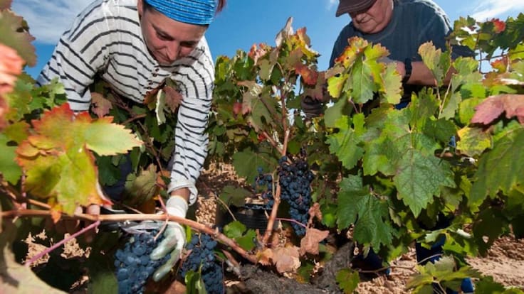 El descenso de las ventas del Rioja amenaza con una nueva caída del precio de la uva