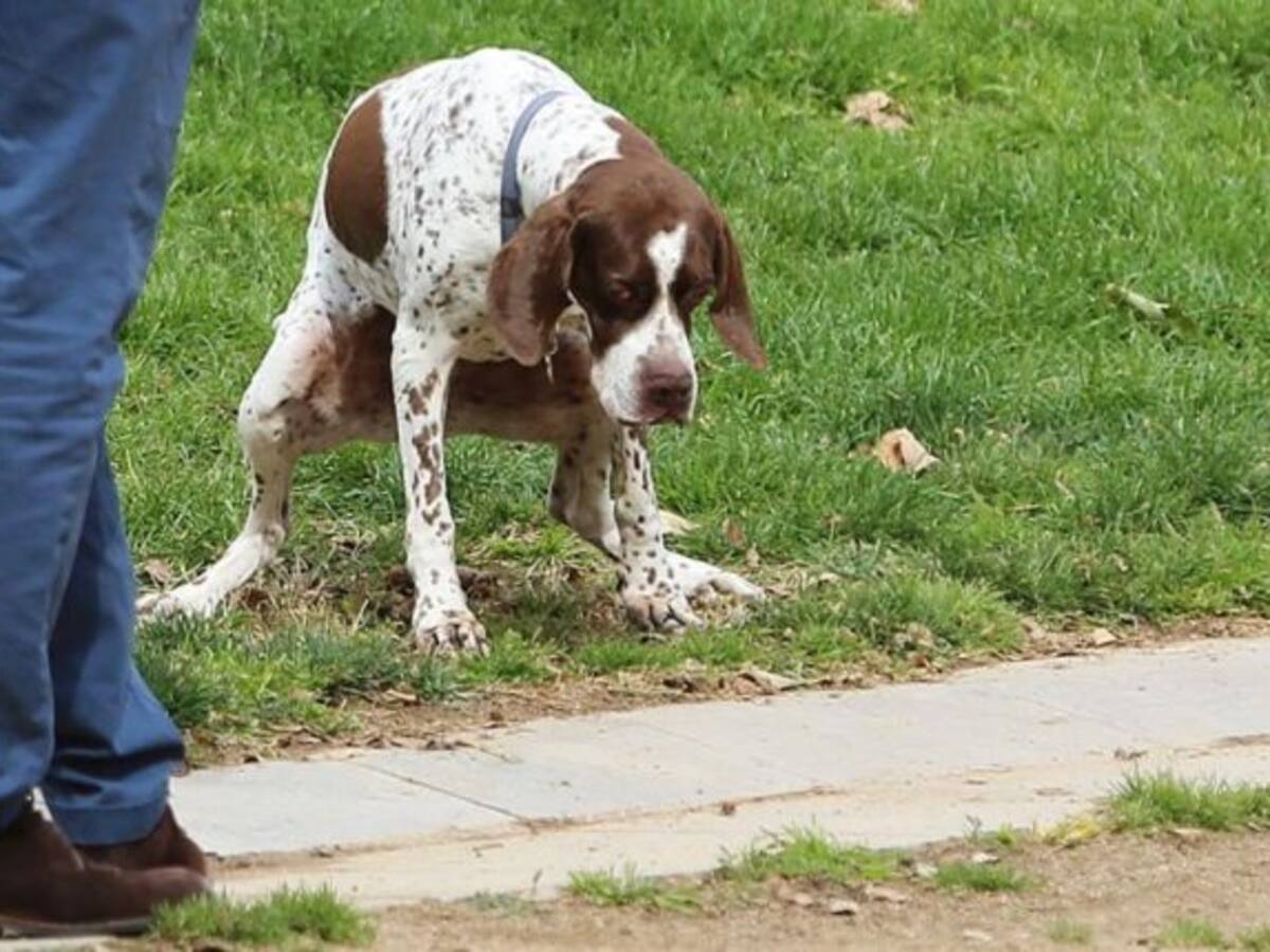 La Policía pilla a un hombre que incumplía una orden de alejamiento por no recoger la caca de su perro