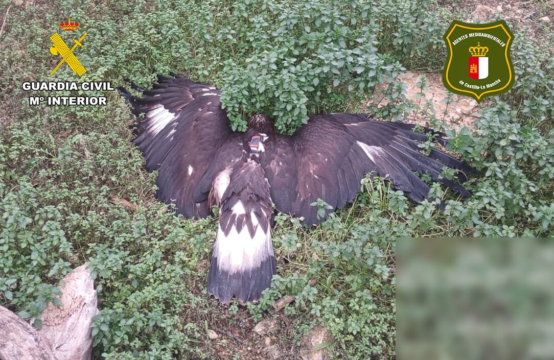 Imagen del águila envenenada