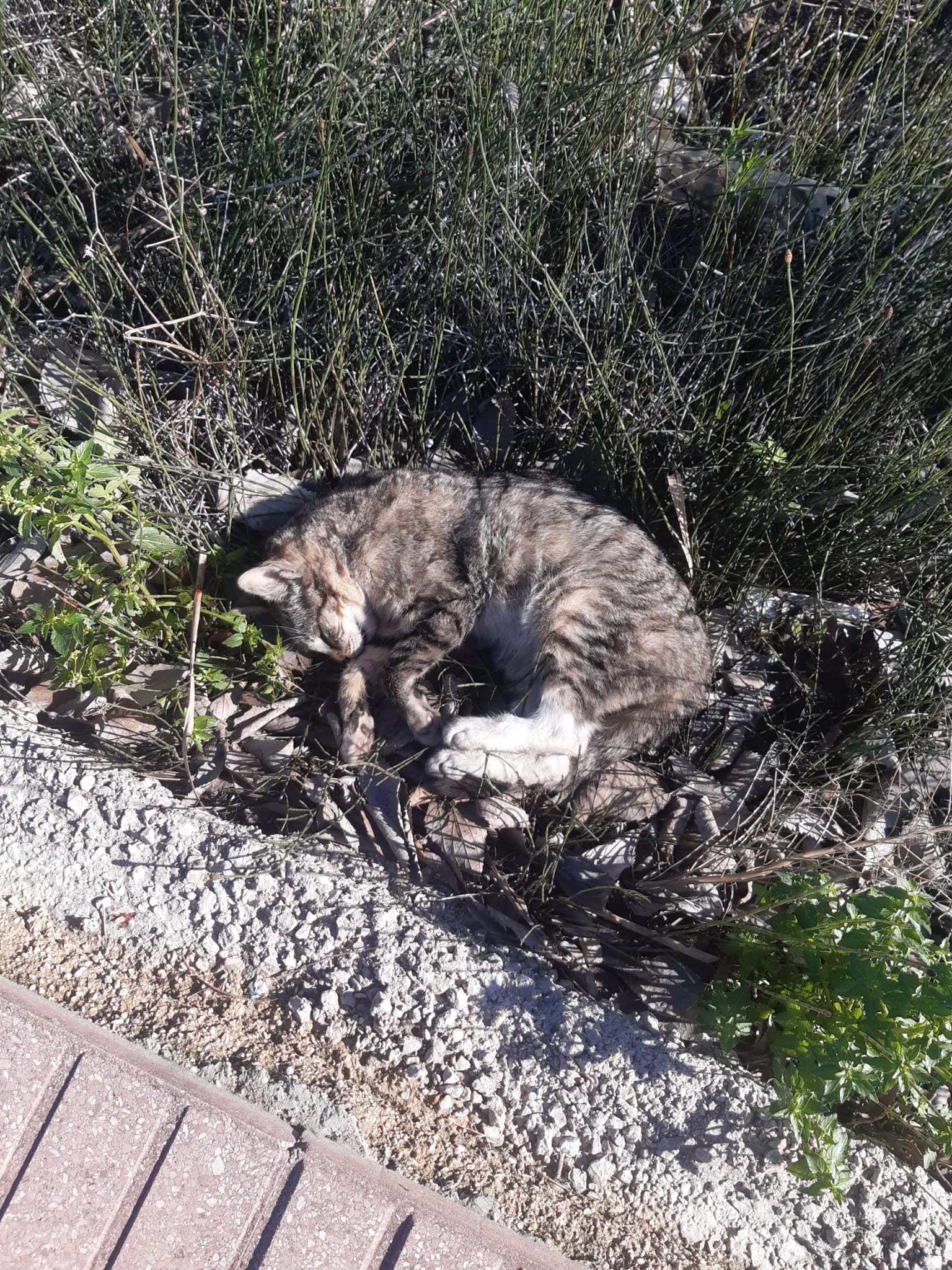 Gato hallado muerto en Piles.