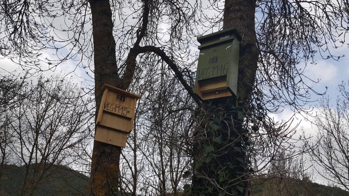 Lucha biológica ante la polilla del boj (30/03/2021)