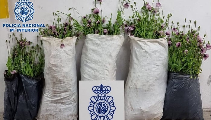 Plantas incautadas por la Policía