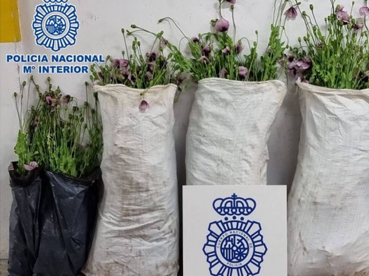 Incautadas 867 plantas de 'adormidera' en un jardín de San Bernabé