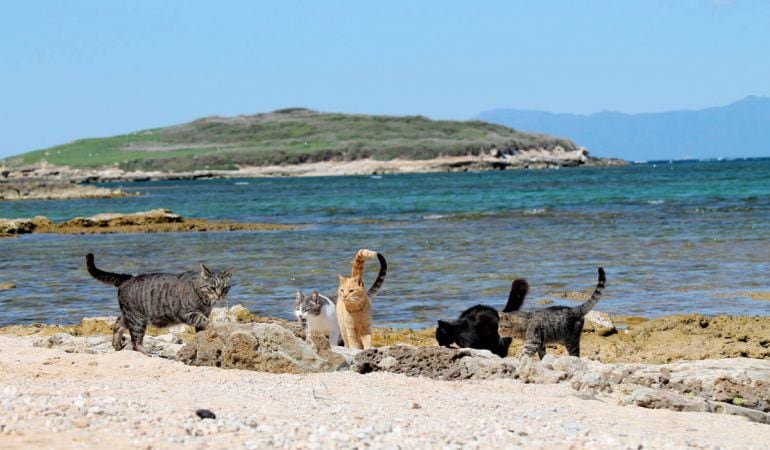 Algunos de los gatos de la playa Su Pallosu, en Cerdeña (Italia)