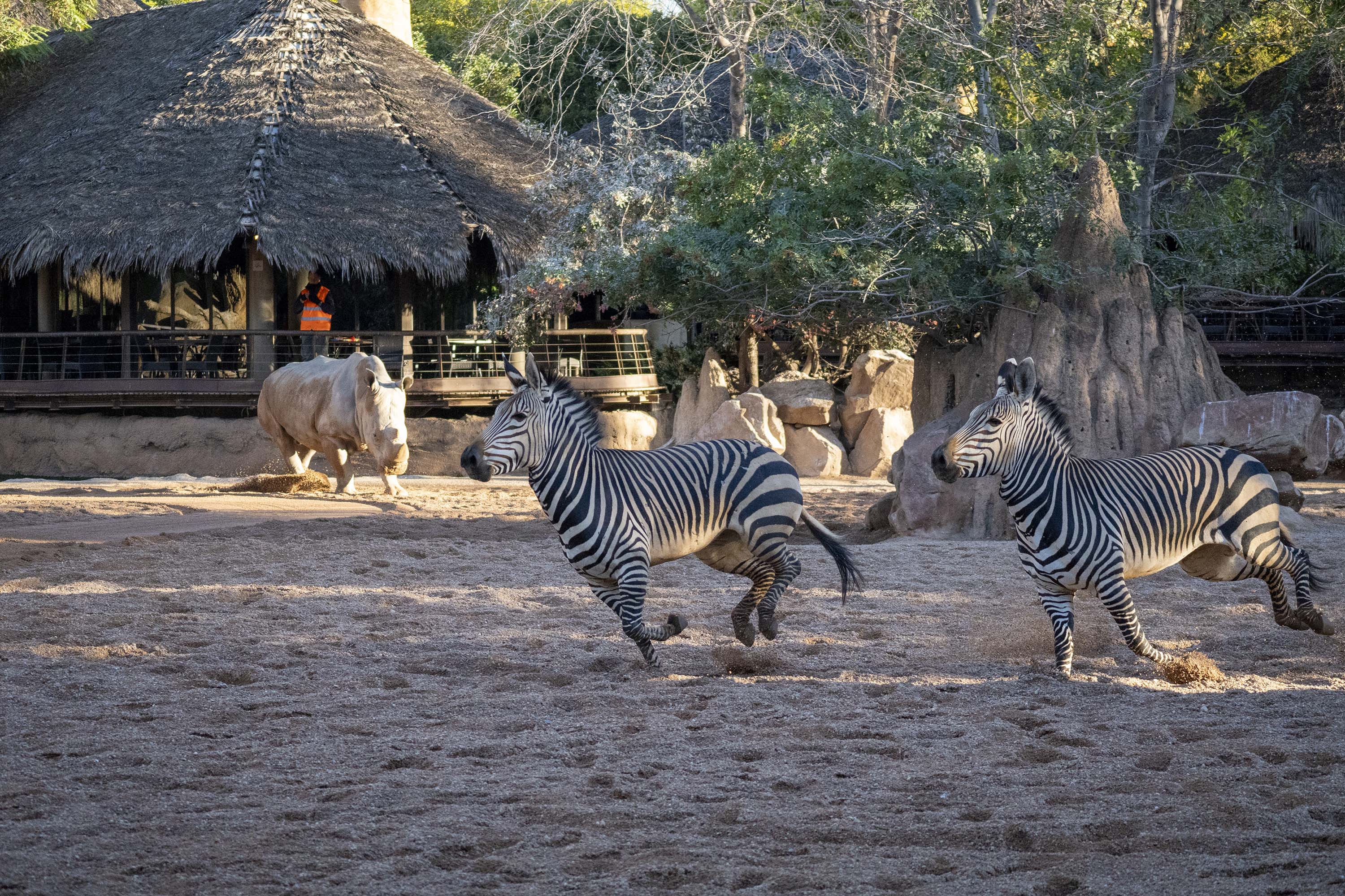 Nueva especie de Cebra en BIOPARC Valencia - Cebra de Hartmann