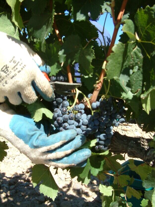La vendimia en la D.O.P. supera el 50%