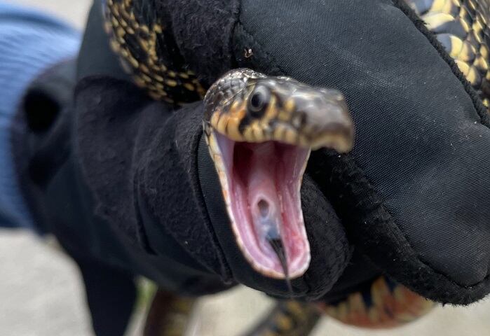 Serpiente rescatada en Algeciras