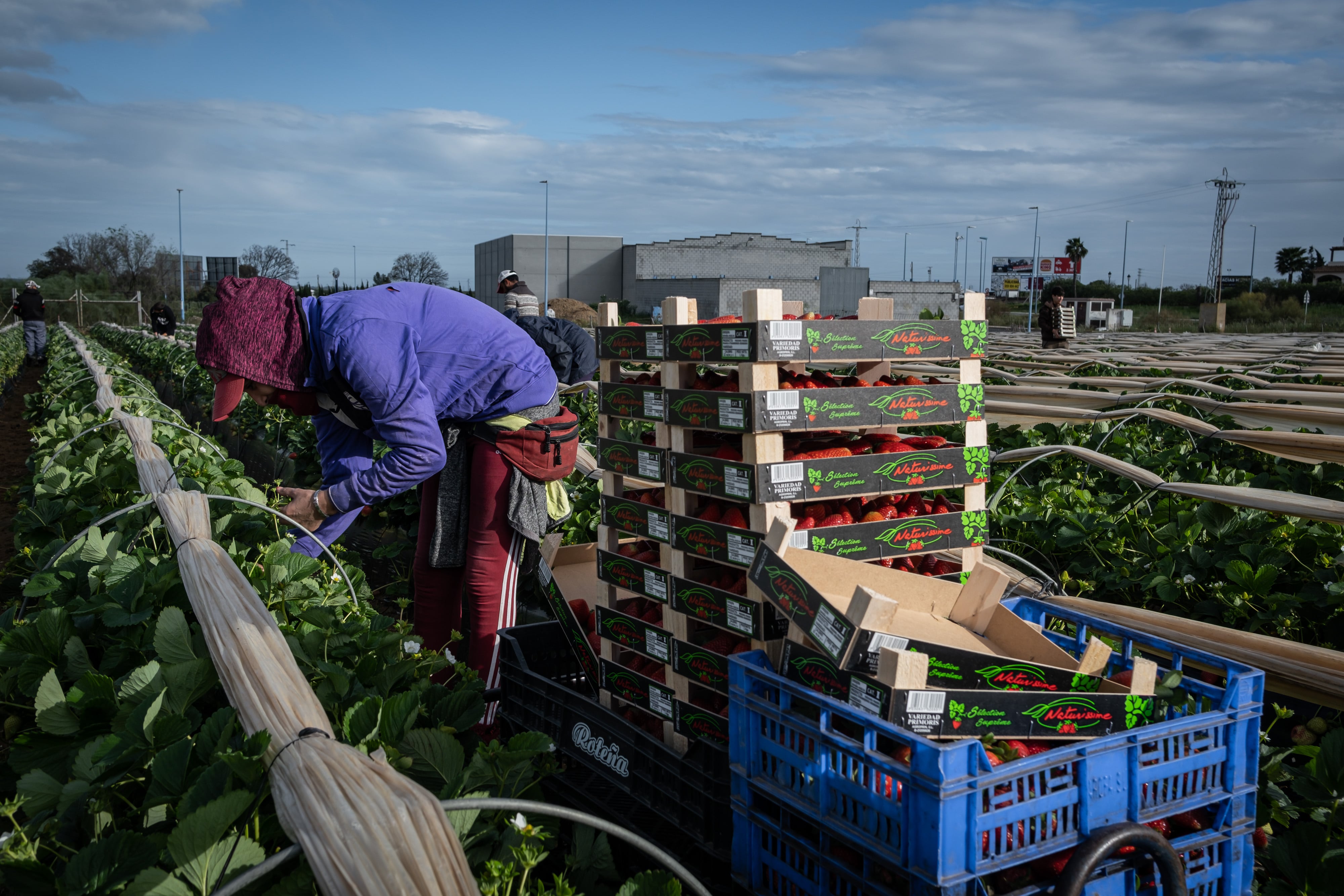 Un migrante trabajando en el campo.