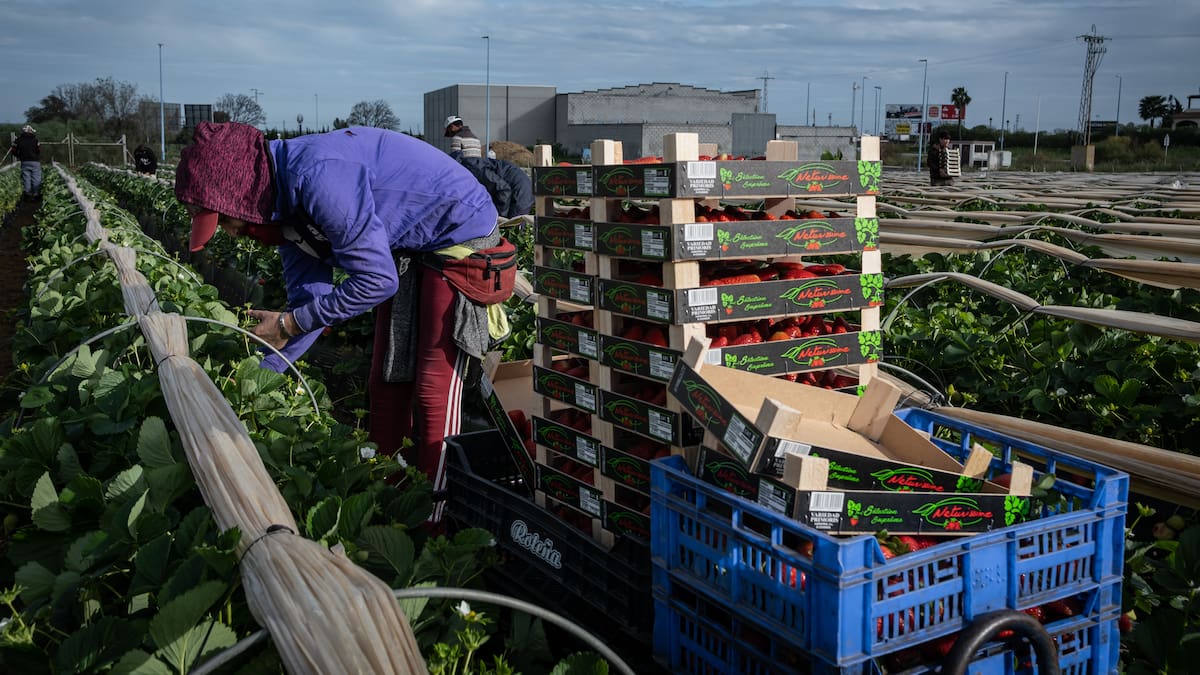 La regularización de 500.000 migrantes podría replicar el impacto económico positivo de la de 2005