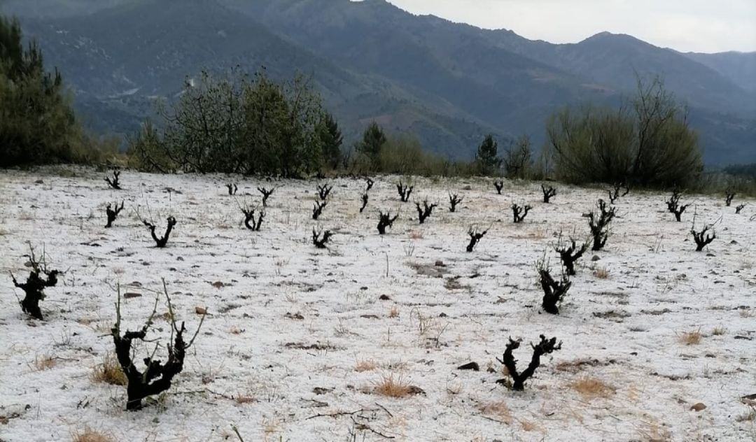 Viñas arrasadas por el granizo en Santa Cruz de Grío