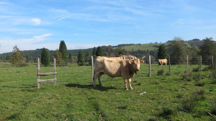 Sancho Dávila, ganadero: "El plan que sigue la Junta respecto a la erradicación de la tuberculosis bovina es erróneo"