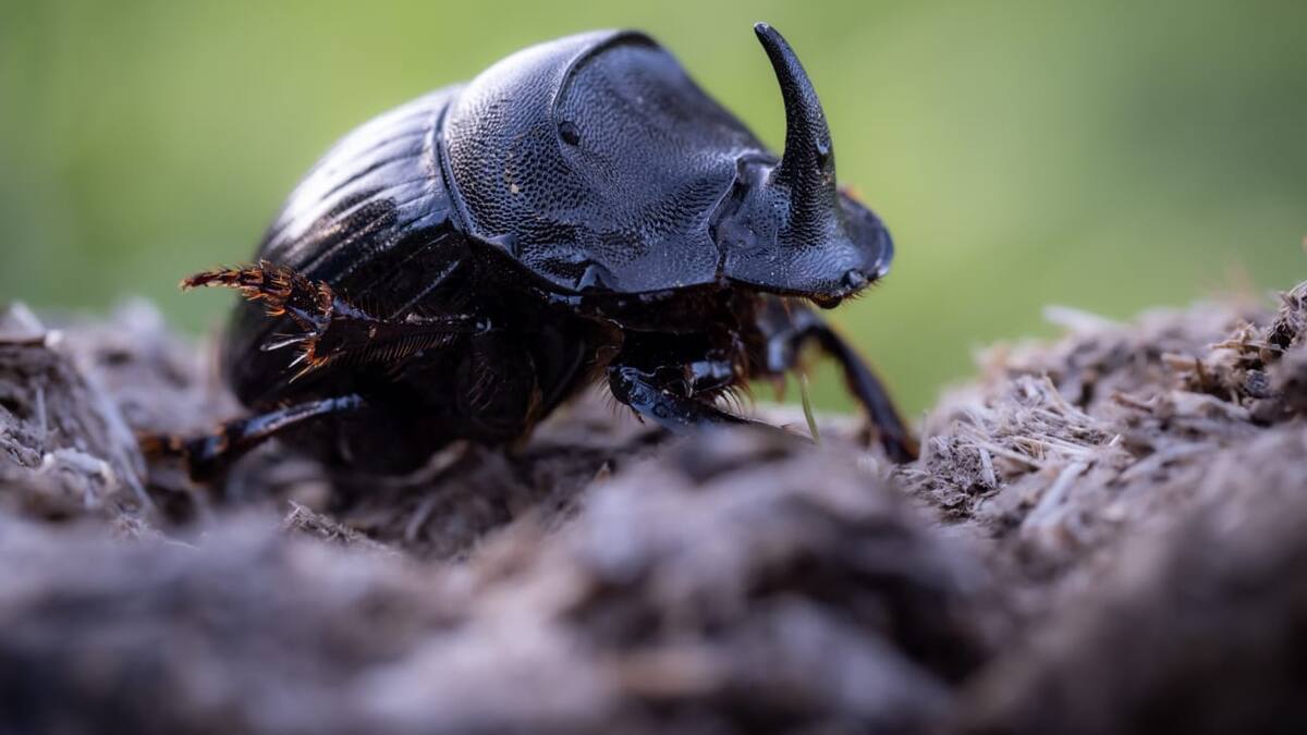 Nuestra naturaleza: La importancia de los Escarabajos Peloteros en nuestro ecosistema