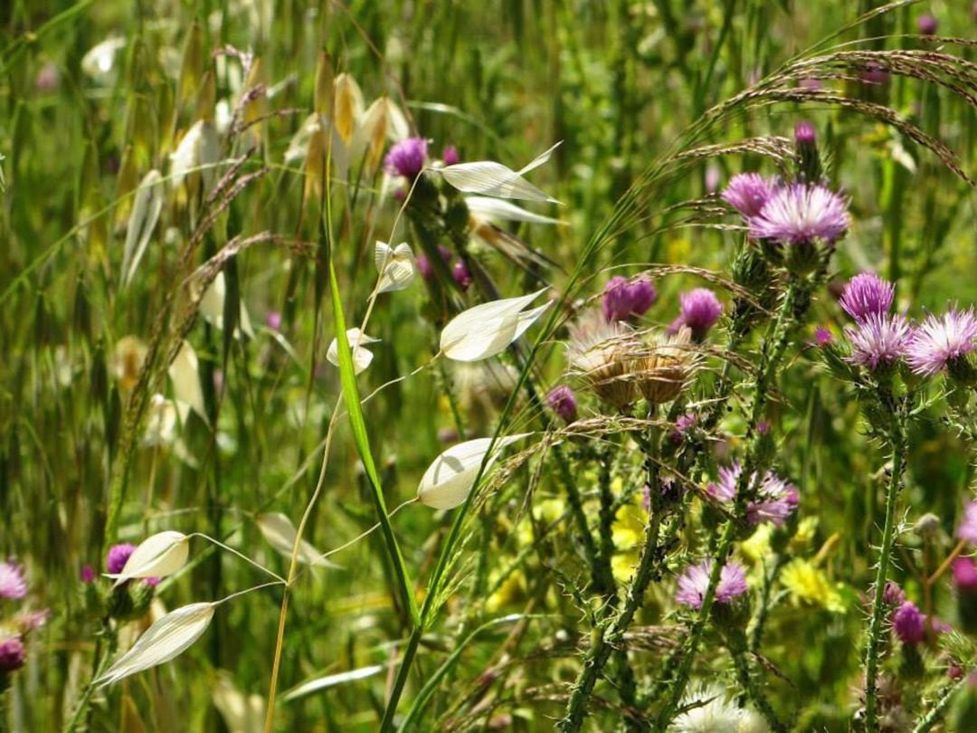 Plantas silvestres en primavera en la provincia de Córdoba