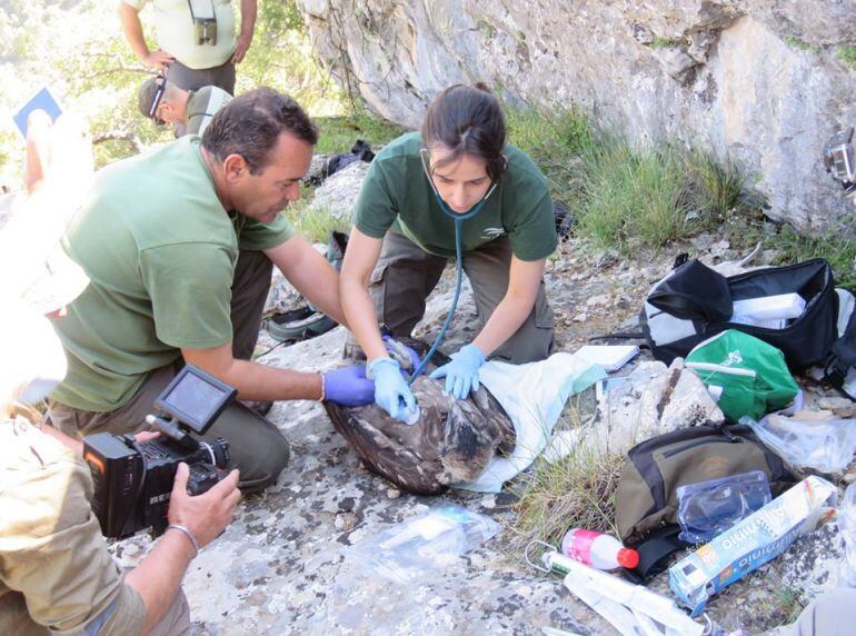 Fotografías tomadas el día 19 durante la actuación en el nido de Tono y Blimunda