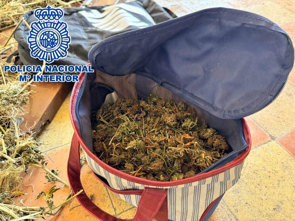 Cogollos de marihuana que se hallaban en posesión del detenido